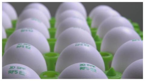 雞蛋洗了更毒？醫曝防沙門氏菌「5原則」一堆人都忽略！