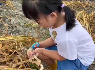 全國最大蒜頭產地在雲林 逾300人田間採蒜好樂