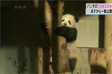 上野動物園香香19日亮相 可愛模樣搶先看