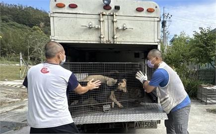 收容犬變身果園守護者　網友期待開啟毛孩幸福生活