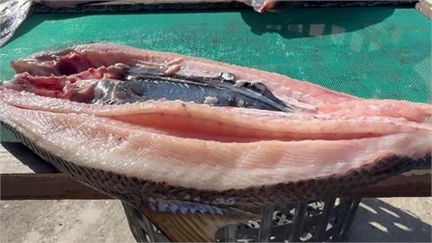 抖抖！　虱目魚剖開曬一夜干　曝曬2小時魚肉竟然在抖