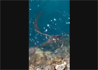 快新聞／險嚇暈！ 釣客三仙台驚見「海底外星生物」 原來是地震魚