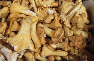 大廠進口出包！聯馥食品「黃蘑菇」輻射超標  順天堂「乾燥薄荷」農藥違規