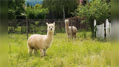 快新聞／空拍機竟成凶器！宜蘭農場主人3度投毒　同業羊駝、山羊、梅花鹿慘死