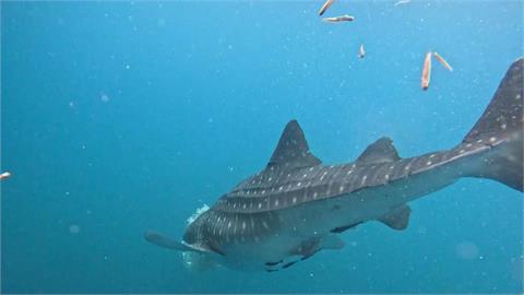 5頭豆腐鯊受困漁網擠成一團　潛水員分工合作成功營救