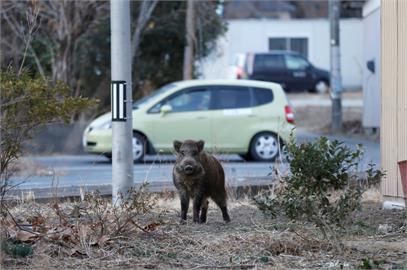 人豬大戰！日本野豬闖市區　大街暴衝釀六人傷