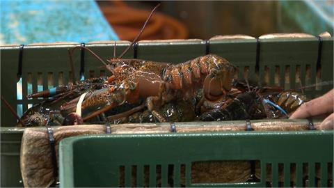 古巴親中下場有夠慘！我國拒買龍蝦「出口腰斬」　川普再大刀斷石油