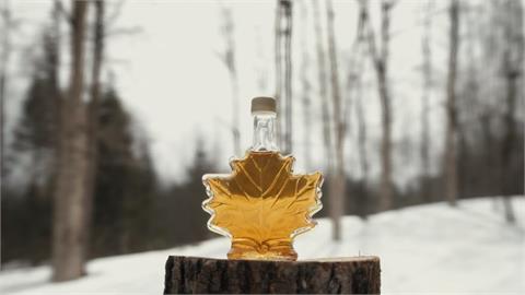 暖化「液態黃金」減產！加拿大釋戰略儲備楓糖漿