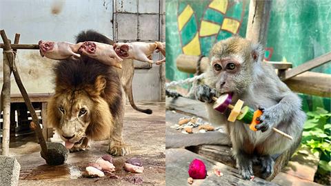 中秋烤肉「牠們」也參一咖！壽山動物園辦「野營派對」大快朵頤萌翻天