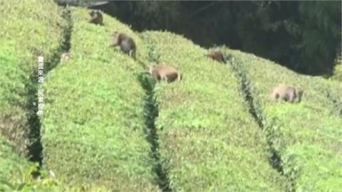 「獼猴採茶工」入侵嘉義茶園？ 出沒偷吃這個