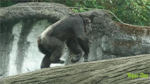 最新／北市動物園驚傳「2黑猩猩脫逃」！園方證實了