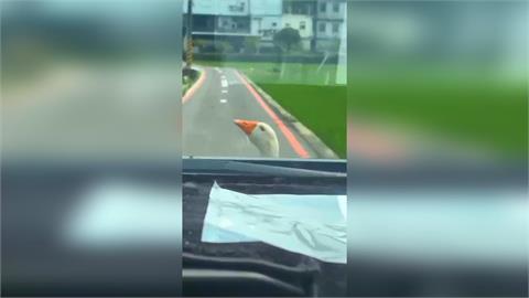 第一次遇到！開車被可愛「鵝霸」攔車　駕駛無奈笑：借過啦