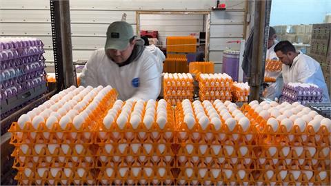 加州禽流感又起釀蛋荒　「世界雞蛋之都」小鎮撲殺雞隻蛋價漲