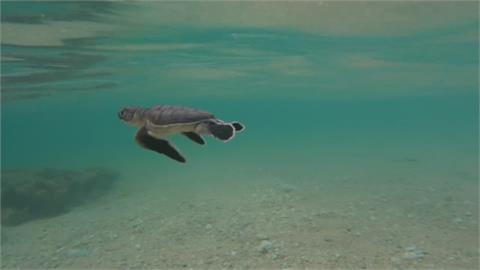 七、八月綠蠵龜產卵高峰　小海龜誕生投奔大海懷抱