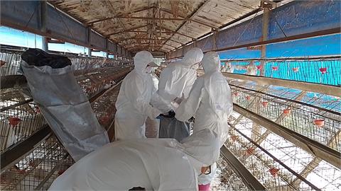 屏東里港雞場感染禽流感　逾1.3萬隻蛋雞遭撲殺