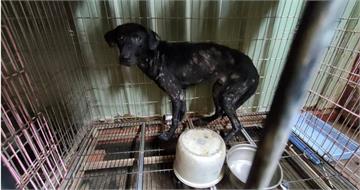 離譜動保處2／親手將幼犬推入火坑　庇護所成毛孩煉獄「動保處也是幫兇」