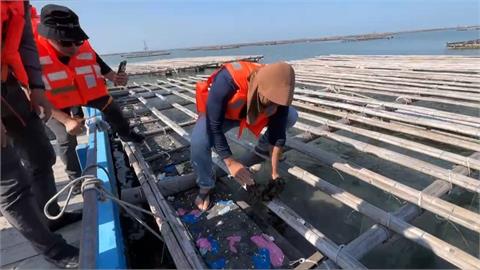 雲林牡蠣大量死亡　劉建國、張嘉郡前後勘災爭補助