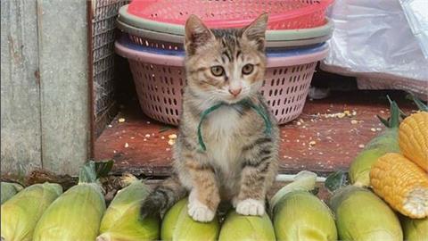 小貓自己賺罐罐！菜市場「貓老闆顧店」端坐玉米上　吸貓顧客瘋搶！
