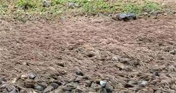 彰化驚見上萬隻「馬陸」地震前兆？　專家分析曝原因