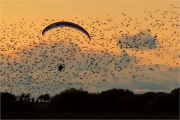日蝕數千隻鳥盤踞 極限玩家與「鳥」同行