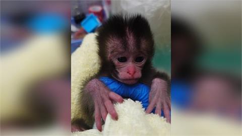 快新聞／高雄壽山動物園驚現「台版Panchi」！不到一個月小猴遭拾獲　抱棉被取暖