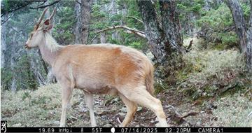 誰在玉山深夜漫步？長期監測揭生物神秘面紗　山獸神「白色聖鹿」驚喜入鏡