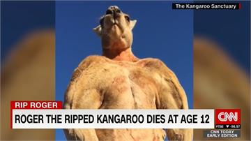 袋鼠界浩克 肌肉袋鼠羅傑12歲高齡過世