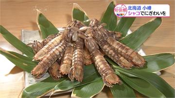 北海道小樽蝦蛄祭 吸引遊客觀光吃美食