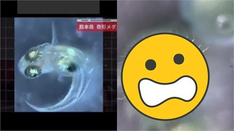 日驚現「四眼怪魚」畸形畫面曝!遭疑「台1大廠排水」釀變異…專家揭真相打臉