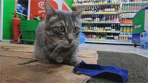 俄羅斯超商店貓遭檢舉被迫離職　逾6千人連署盼貓咪「回來上班」