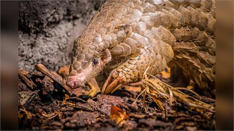 布拉格動物園悼台灣穿山甲離世 稱其占歷史特殊地位