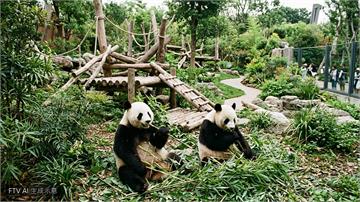 中國再推貓熊外交　送兩隻大貓熊赴美國亞特蘭大