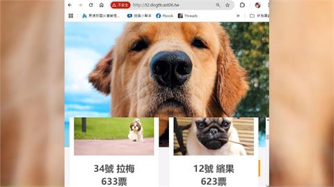 詐騙手法再更新！　幫寵物投票竟帳號遭盜用損失十萬元