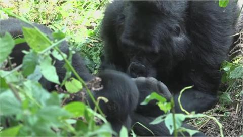 烏干達保護區擁全球半數山地大猩猩　社區努力達人猩共存