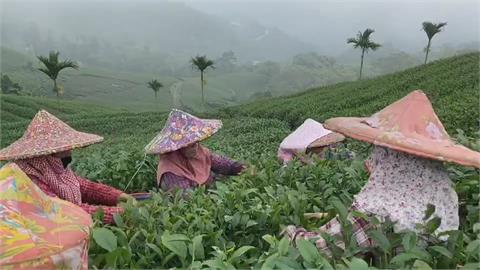 「璨樹」颱風來襲！　阿里山茶農出動人力採收秋茶