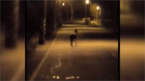 頭城驢子逛大街、冬山梅花鹿漫步　用路人全看傻眼！飼主恐挨罰