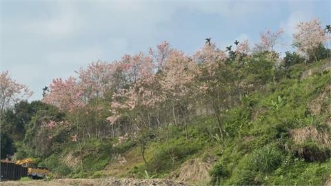 嘉義縣迎上千棵花旗木綻放！　整片粉色花海吸遊客賞花