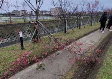 農機具開進櫻花樹旁狹窄防汛道路 勾到.撞斷櫻花樹