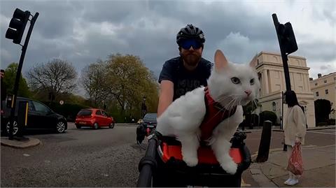 和主人一起"單車兜風" 英國貓咪成22萬追蹤網紅
