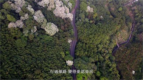 講述台灣土地、油桐樹、客家文化　客委會「桐花紀錄片」歷時三年製成