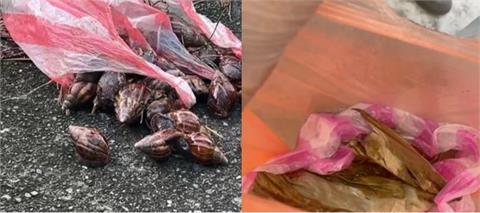 快新聞／台東部落12人吃「蝸牛+小米粽」疑食物中毒釀3死　衛生局採檢食材送驗