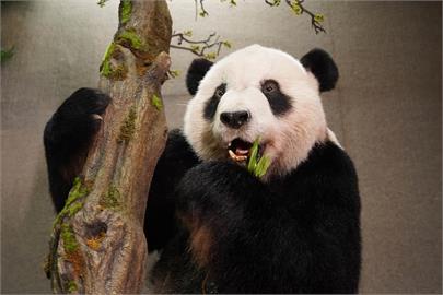 快新聞／大貓熊「團團」回來了！　標本明日將於台北動物園亮相