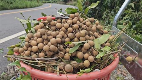 颱風進逼「青皮椪柑」還沒熟無法搶收　台南果農無奈：聽天由命