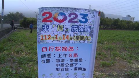 等不及？草屯週六將辦「免費拔蘿蔔」　竟有民眾先來拔