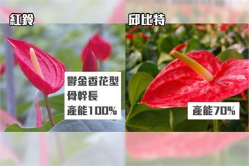 火鶴新品種「紅鈴」 花形如鬱金香超討喜