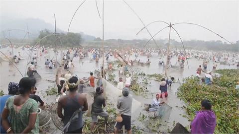 印度阿薩姆邦人下水捕魚慶豐收　上百人齊聚超壯觀