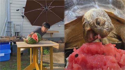 吸客新招！日本爬蟲館推另類服務　超猛館長「徒手劈西瓜」超驚人