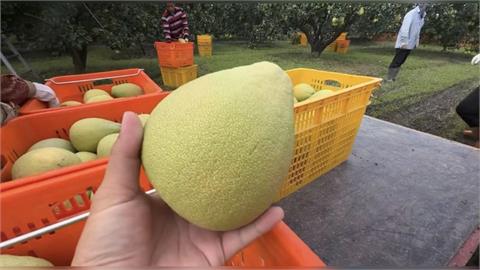 颱風逼近憂再重創！　台南柚農趁雨勢暫歇忙採收文旦