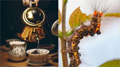 毛毛蟲排泄物也能泡茶？日本博士生研發「蟲糞茶」香氣迷人獲頒獎項