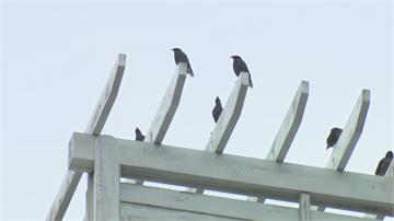 喜鵲來報喜？高雄鳳山街頭奇景「天上掉黃金」店家傷腦筋